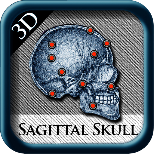 Sagittal Skull 3D