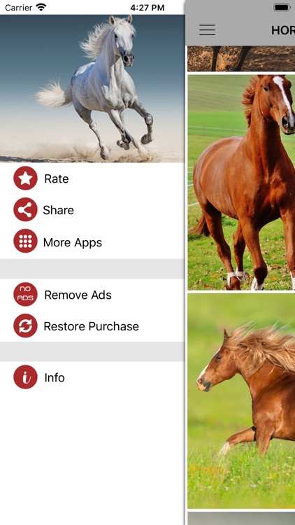 Horse Wallpapers & Backgrounds