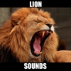 Lion Sounds - Lion Roaring