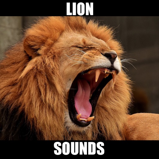 Lion Sounds Lion Roaring By Scott Dawson [ 512 x 512 Pixel ]