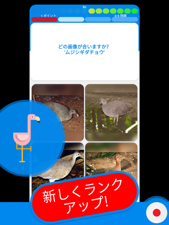 鳥 & 鳥 クイズ 日本ののおすすめ画像6