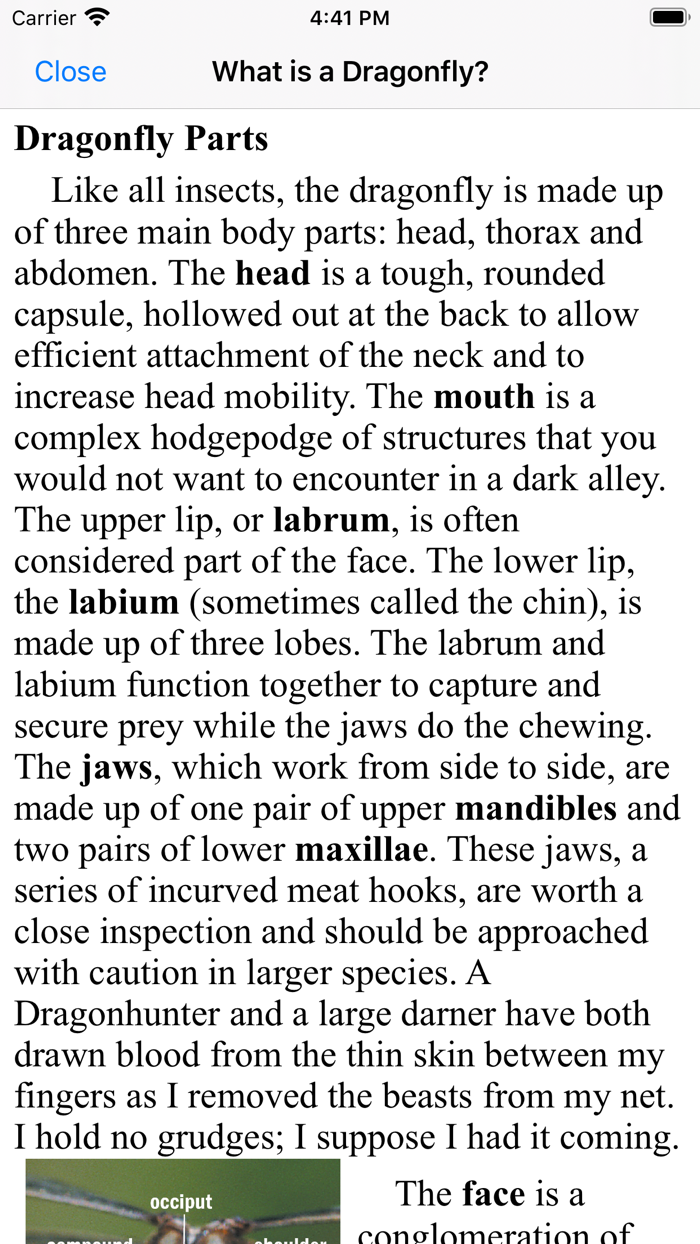 Dragonflies of the North Woods