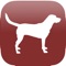 Identify 167 different dog breeds live with your camera