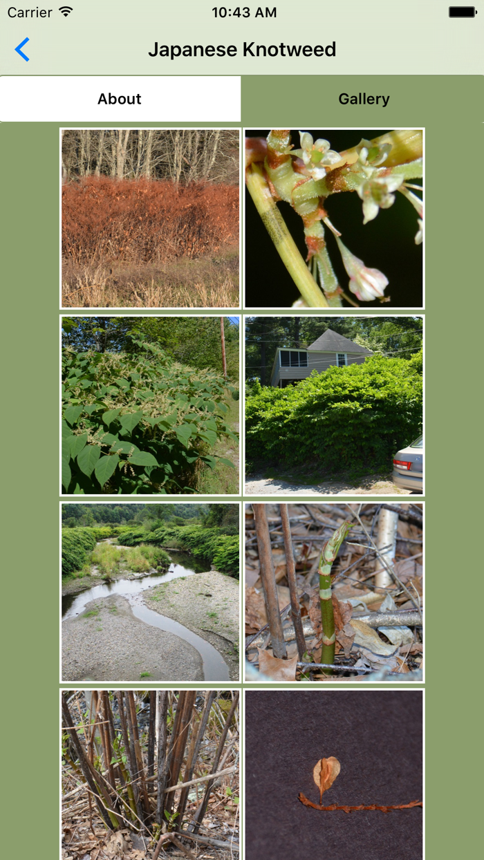 Knotweed