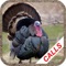 Turkey calls are used for hunting turkeys