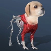 Idle Pet - Create cell by cell pour PC