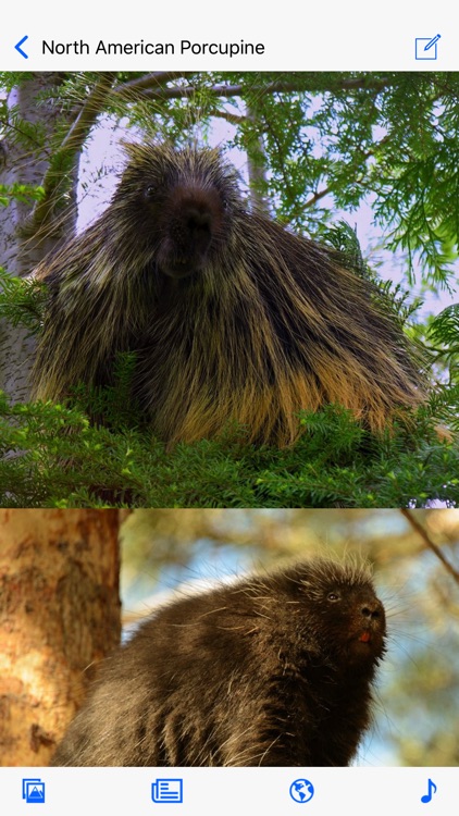 Stuarts North American Mammals