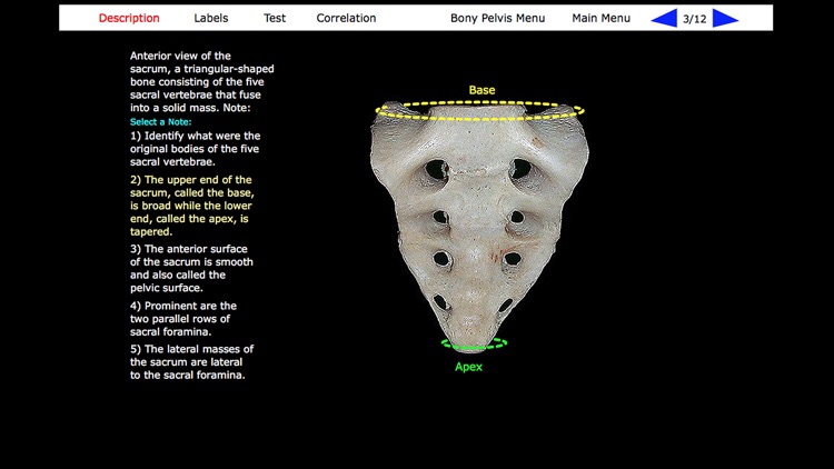 Human Skeleton: Gross Anatomy screenshot-6