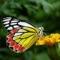 Butterflies - an App about the beauty of nature with tons of infos and images