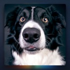 Top 36 Music Apps Like Relax Music for Dogs - Best Alternatives