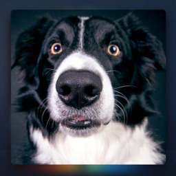 Relax Music for Dogs