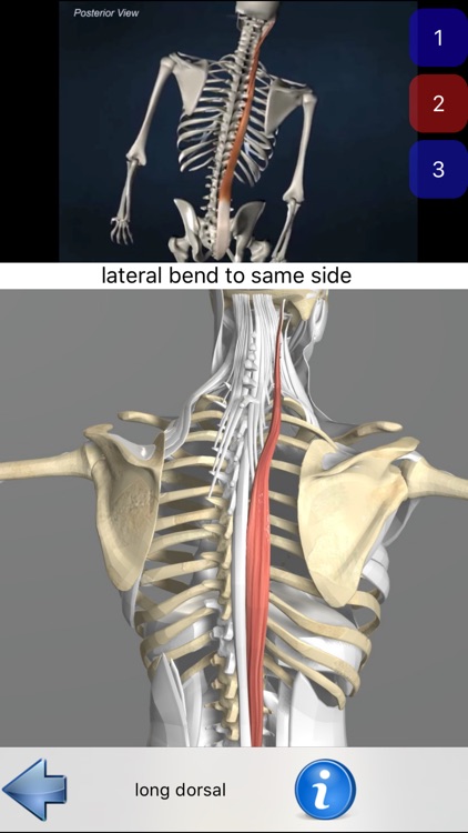 Anatomie Visuel