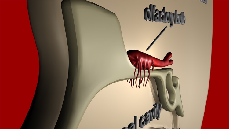 Organs for Taste and Smell