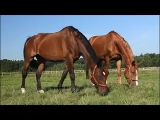 Captura de Pantalla 2 Video Touch - Animales iphone