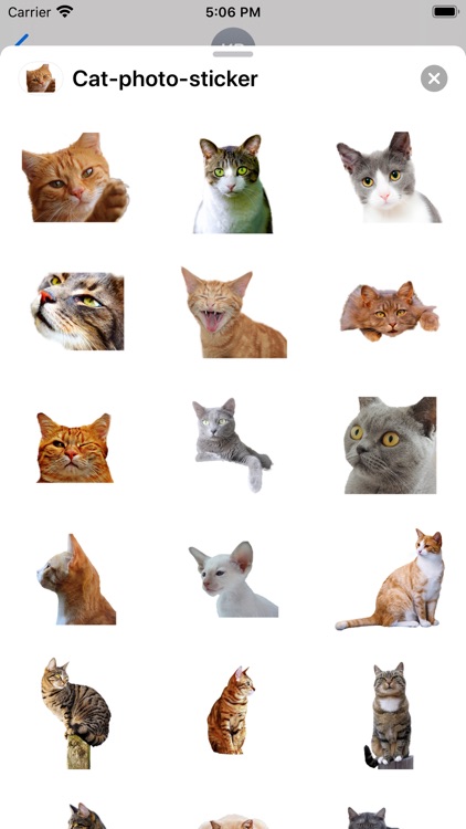 Cat photo sticker