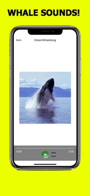 Whale Sounds!(圖3)-速報App