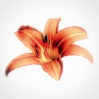Flowers for loved ones pour PC