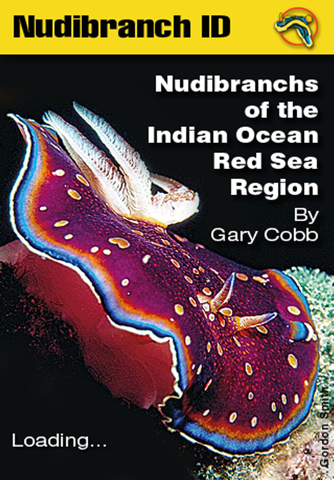 Nudibranch ID IndianOcn RedSea - náhled