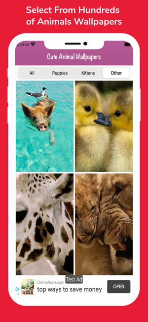 Cute Animal HD Wallpapers(圖2)-速報App