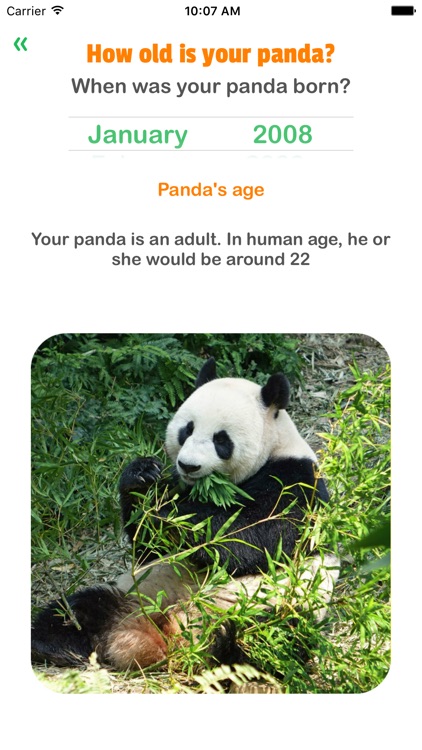 Panda Years - Age of Pandas