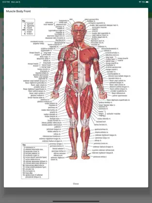 Captura 3 Muscle Anatomy Reference Guide iphone