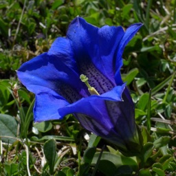 Flora des Alpenraums