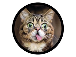 Funny Cats Sticker Pack