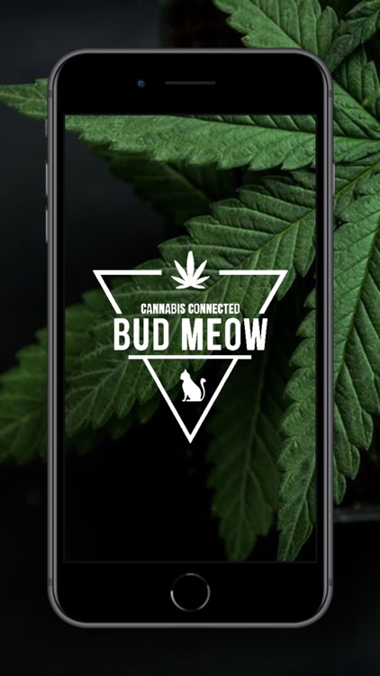 Bud Meow