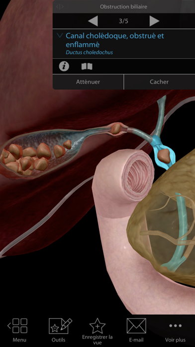 Physiologie & Pathologie Physiologie & Pathologie