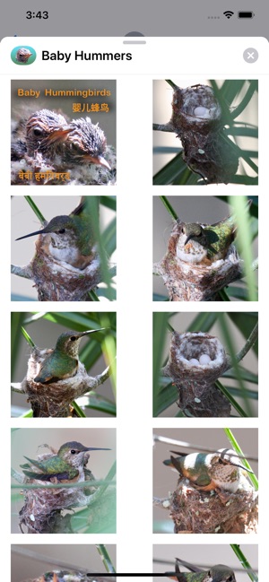 Baby Hummingbirds(圖2)-速報App