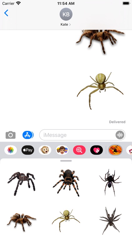 Spider Collection