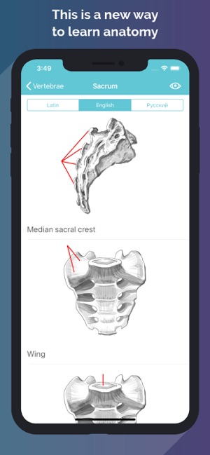 Easy Anatomy - Atlas & Quizzes