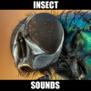 Insect Sounds