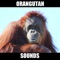 Orangutan Sounds and Effects provides you orangutan sounds, orangutan sounds, orangutan, orangutans sounds, orangutan sound effects at your fingertips