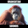 Get Real Orangutan Sounds for iOS, iPhone, iPad Aso Report