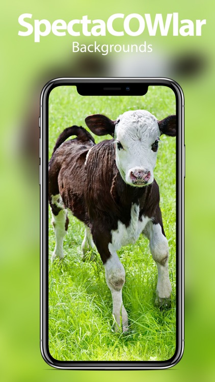 Farm Animal Wallpapers