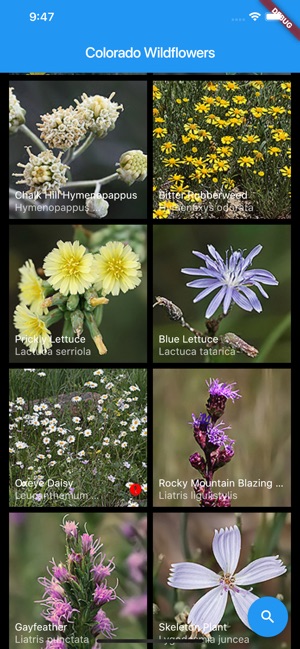 Colorado Wildflowers Guide