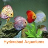 Hyderabad Aquariums fish aquariums 