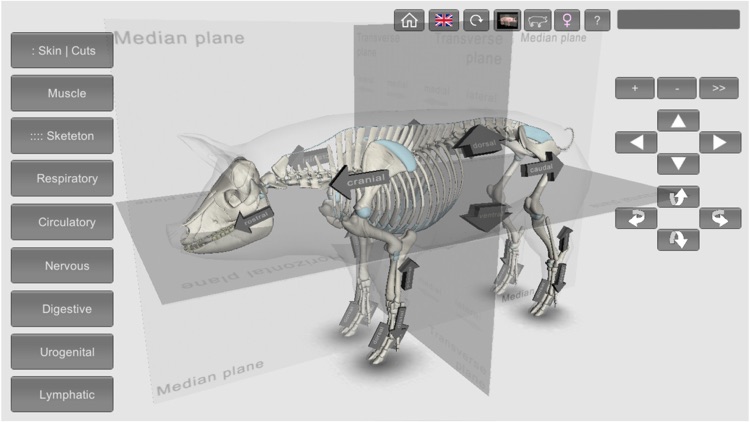 3D Pig Anatomy
