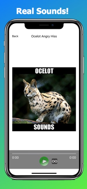 Ocelot Sounds(圖3)-速報App