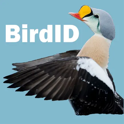 BirdID Nord University Читы