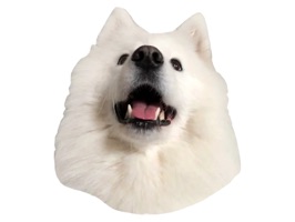 Lovely Samoyed Sticker Pack