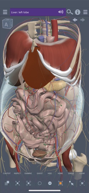 Abdomen: 3D Real-time(圖1)-速報App