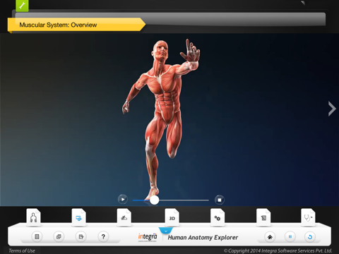 Human Anatomy - Muscular screenshot 3