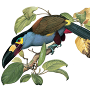 Birds of Ecuador - Field Guide