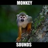 Monkey Sounds! Animal Sounds.!