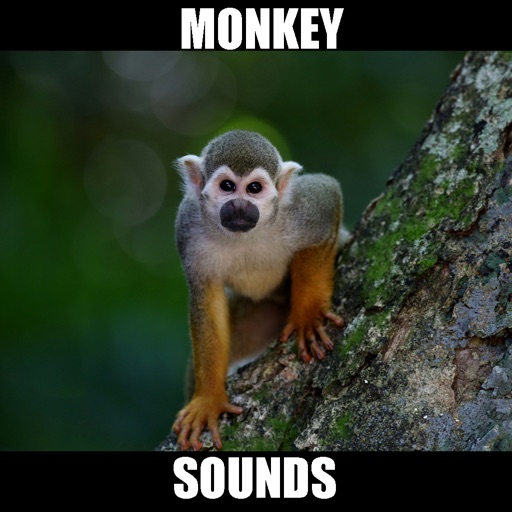 Monkey Sounds! Animal Sounds.! icon