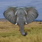 Trumpet - Elephant Sounds