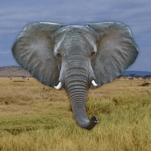 Trumpet - Elephant Sounds iOS App