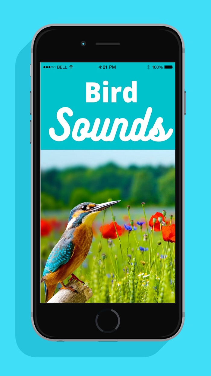 Bird Sounds .